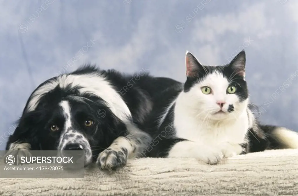 Border Collie & Cat