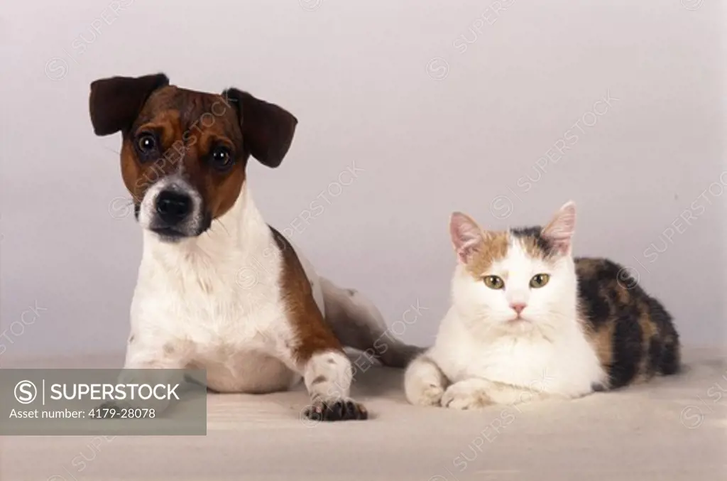 Jack Russell Terrier & Cat