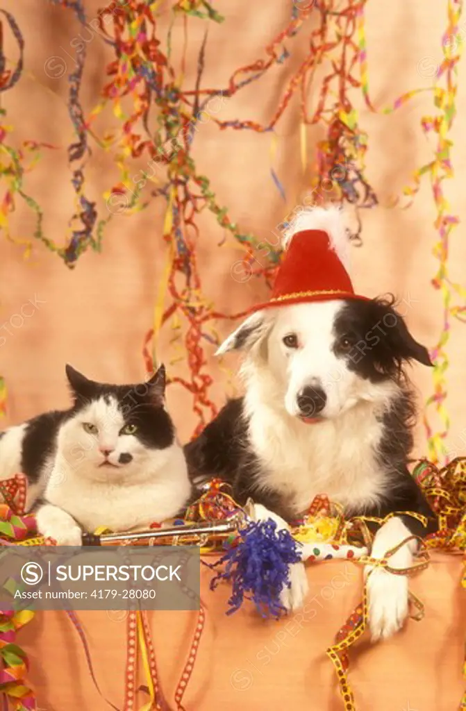 Border Collie & Cat at party