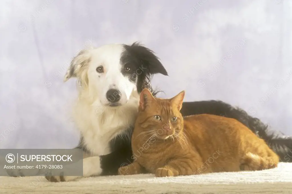 Border Collie & Cat
