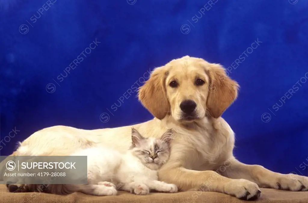 Golden Retriever & Birman Cat