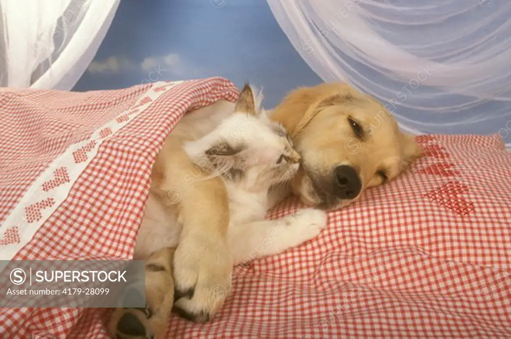 Golden Retriever & Birman Kitten sleeping