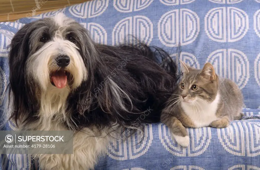 Cat with Bearded Collie