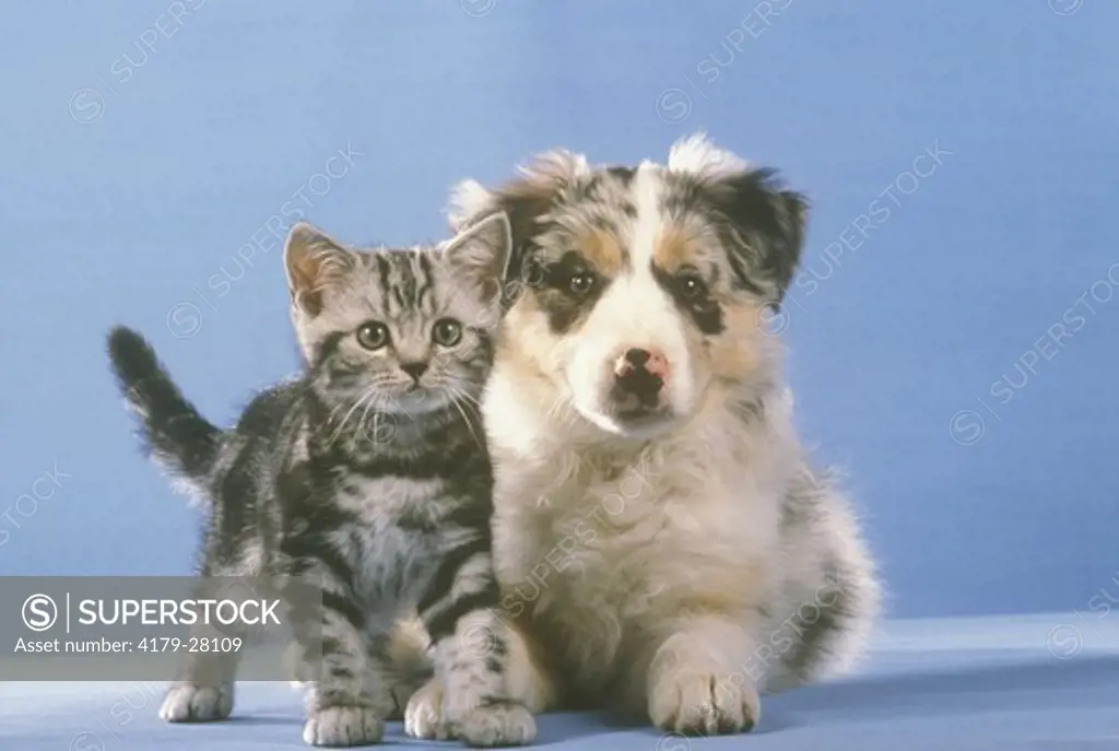 Kitten and Puppy: British Shorthair and Australian Shepherd