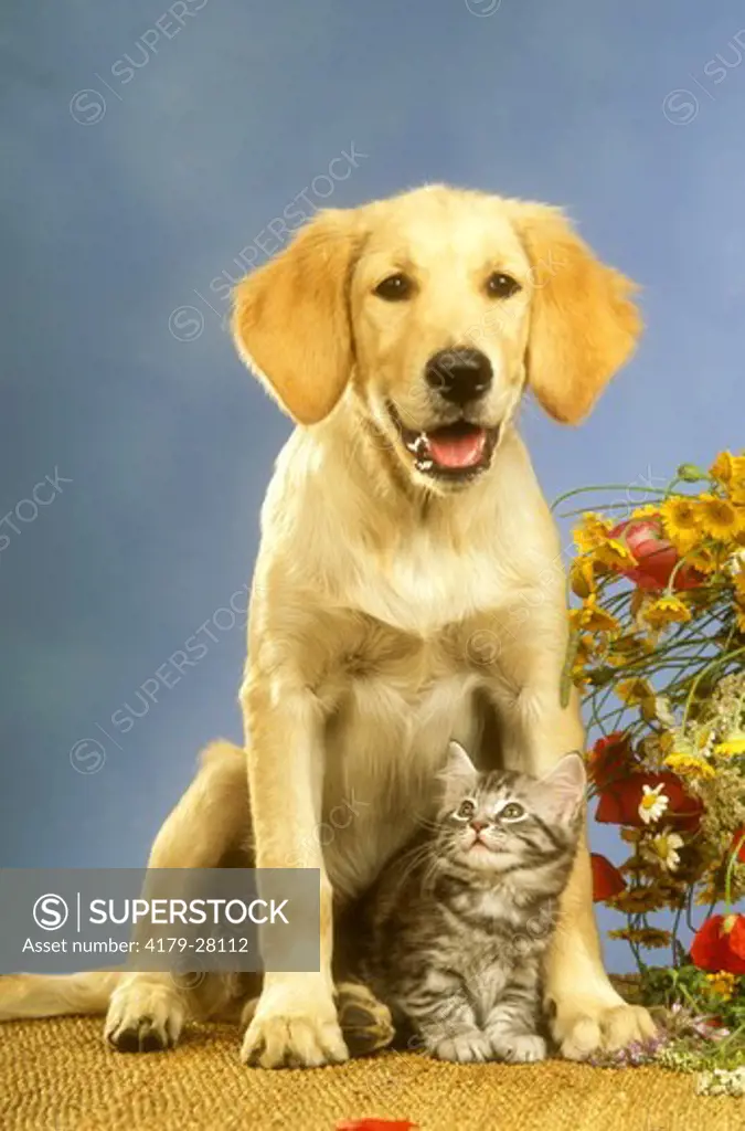 Kitten and Puppy: Maine Coon and Golden Retriever