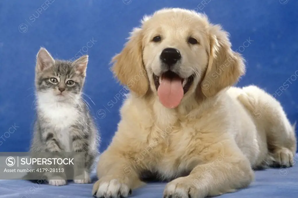 Kitten and Golden Retriever Puppy