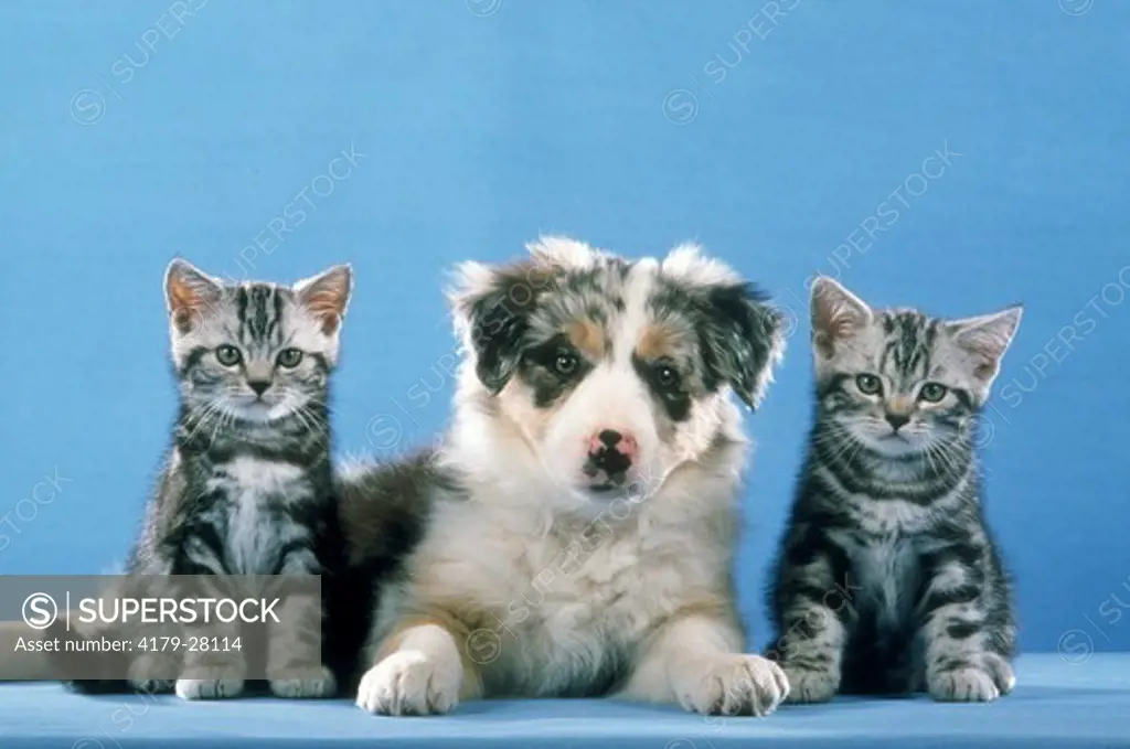 Kittens and Puppy: British Shorthair, 8 wks & Border Collie 10 wks