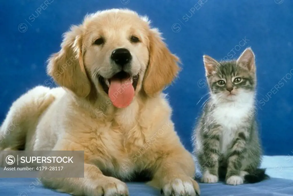 Domestic Kitten and Golden Retriever Puppy