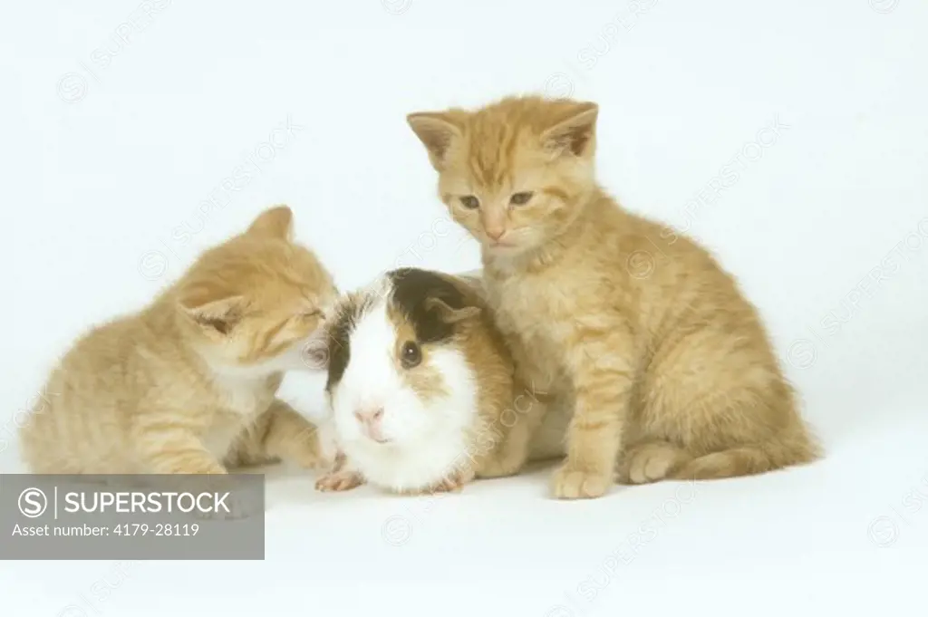 Young Domestic Cats and Guinea Pig