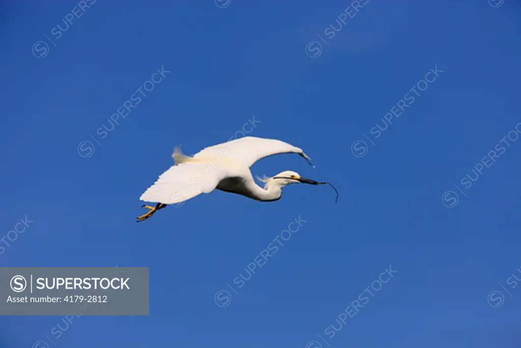 Snowy Egret (Egretta thula) Florida, USA, adult flying