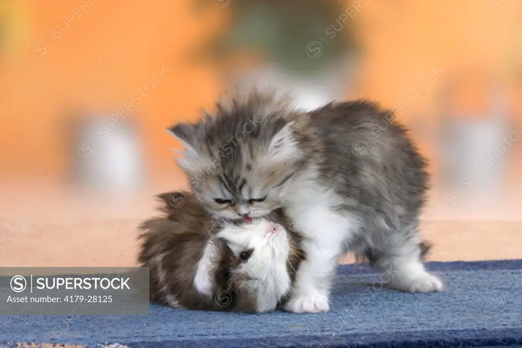 Persian Cat, kitten, 6 weeks with Guinea Pig