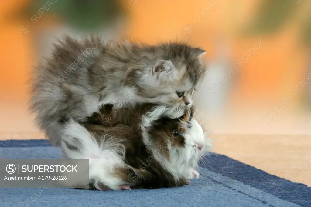 Persian Cat, kitten, 6 weeks with Guinea Pig