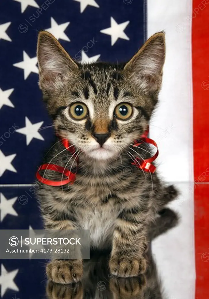A tiny Tabby cat poses on a mirror with the American Flag behind. 2007 patriotic