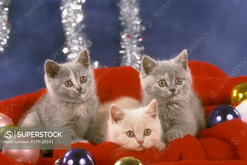 British Shorthair Kittens Christmas theme