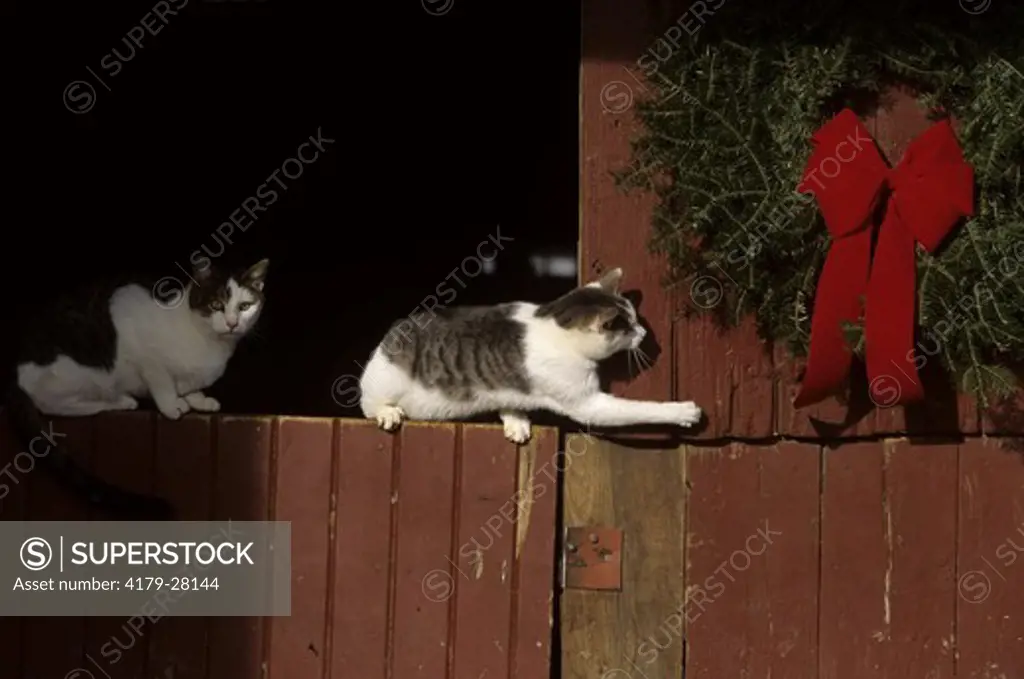 Farm Cats at Christmas IL