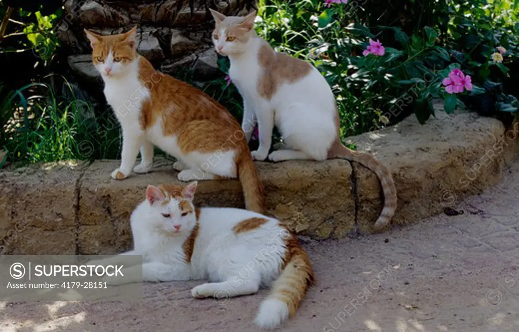 Three Domestic Cats laying/ sitting on Stone Wall
