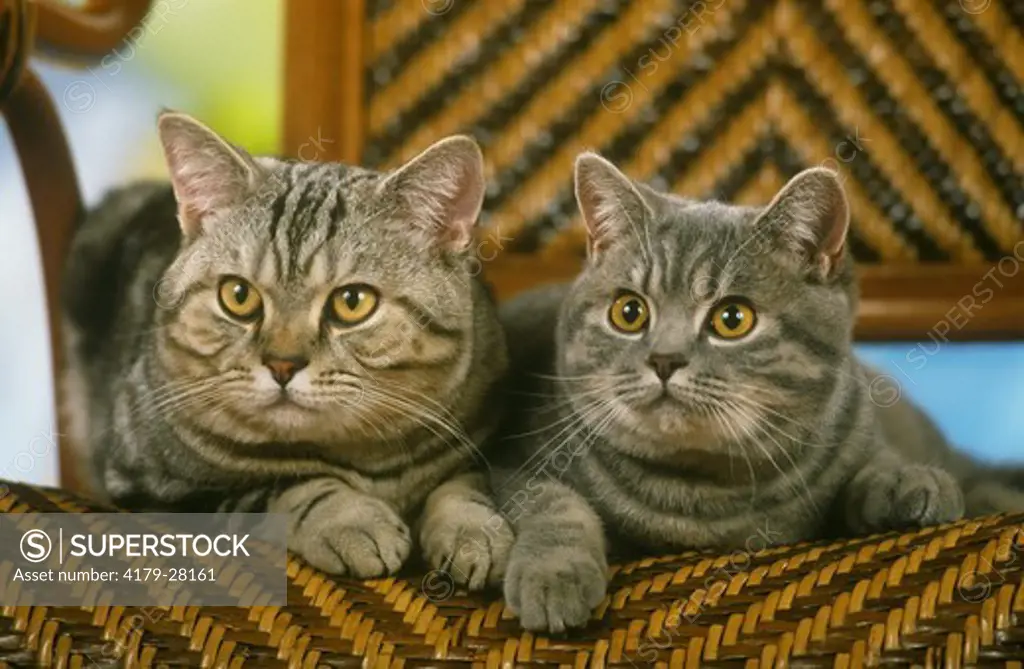 Two British Shorthair Cats