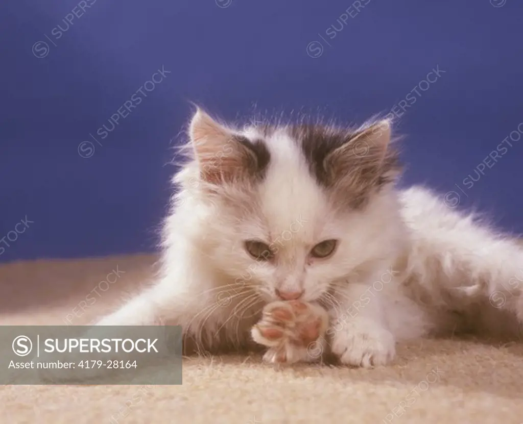Young tom Cat licking paw