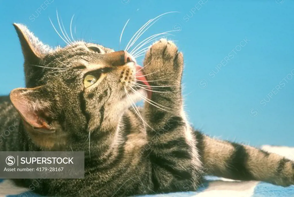 Domestic Cat cleaning its Paw