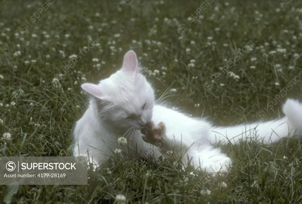 White Cat Cleaning His Toes Admidst Clover Kiskatom, New York