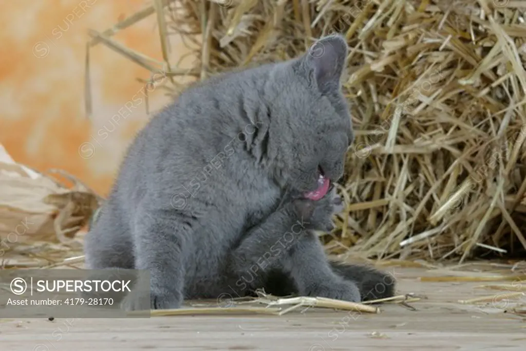 British Shorthair Cat, kitten, blue