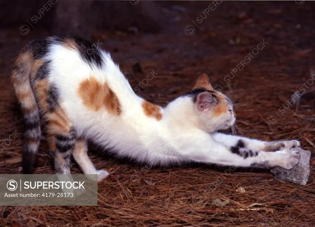 Calico Cat stretching