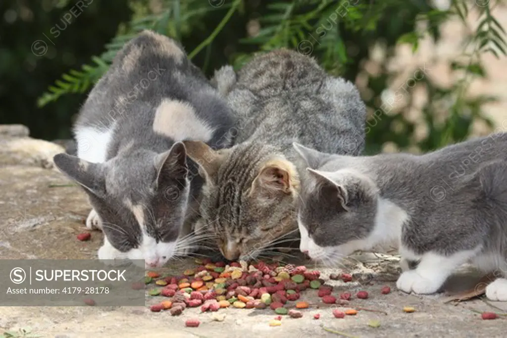 Domestic Cats eating