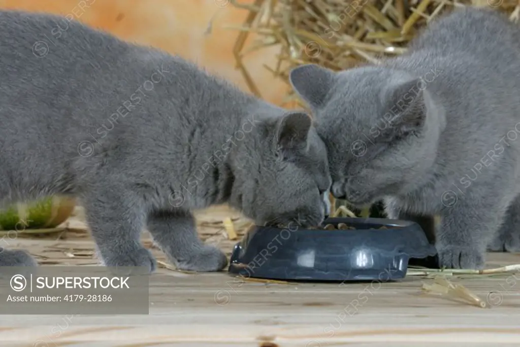 British Shorthair Cats, kittens, blue