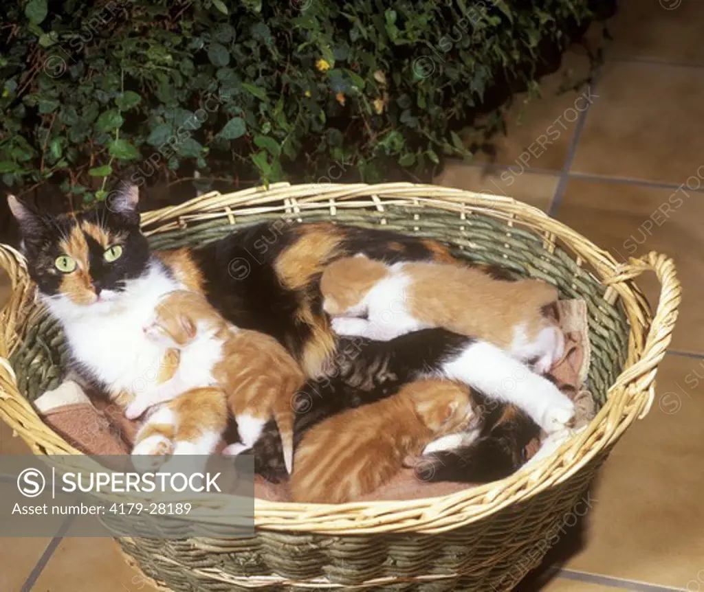 Cat with Young Kittens in Basket