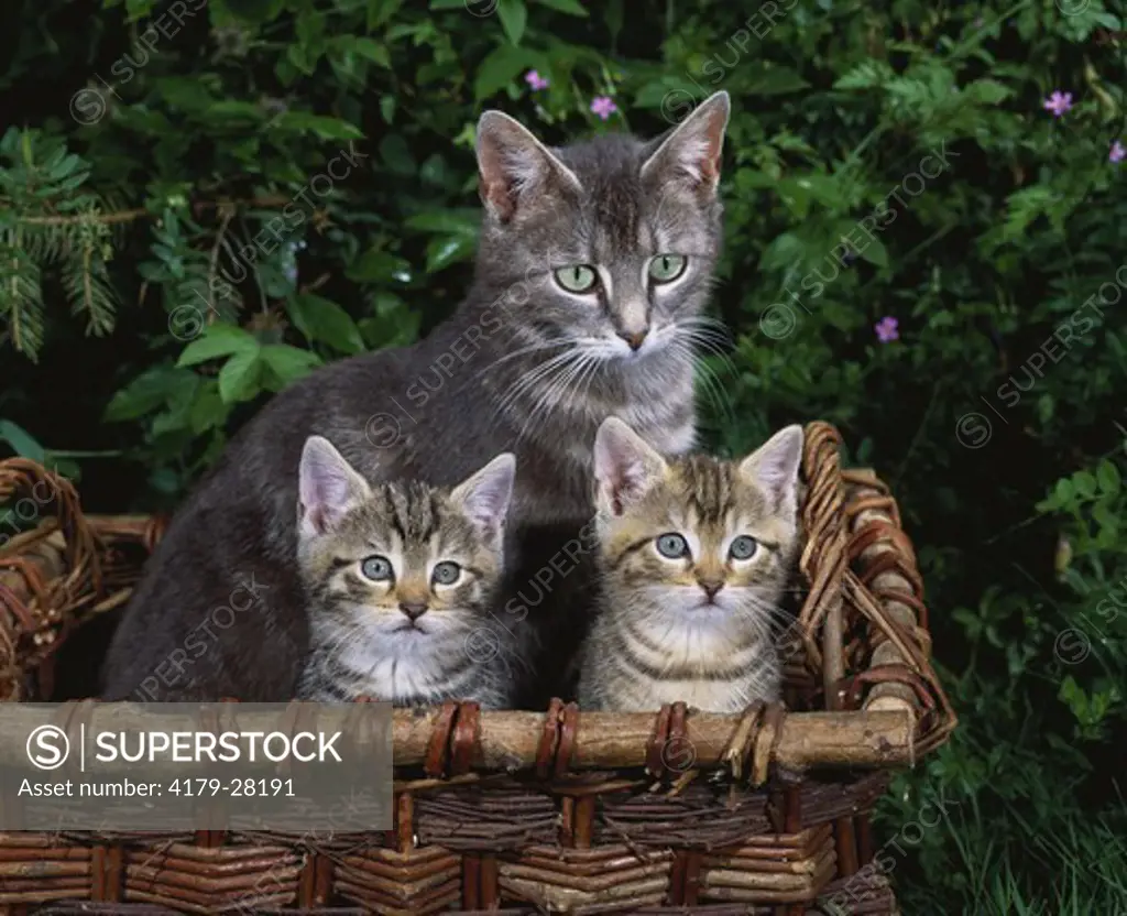 Cat with two Kittens in Basket