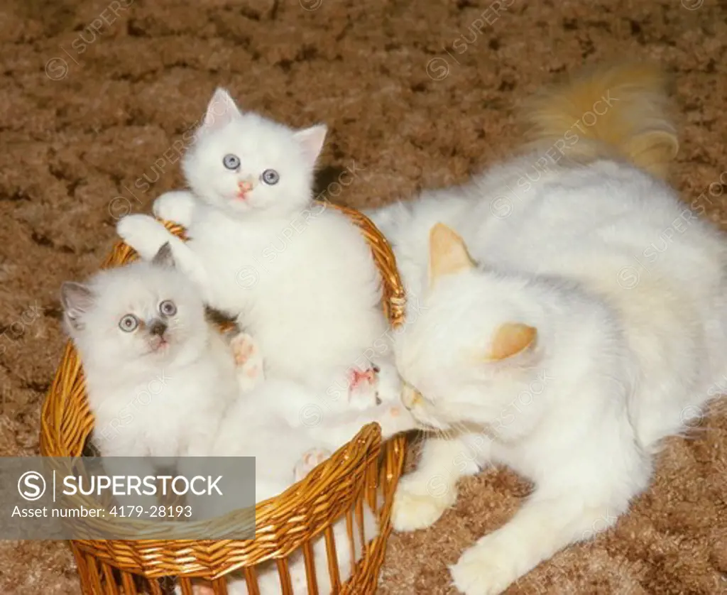 Himalayan Cat, Red Point With Kittens in Basket