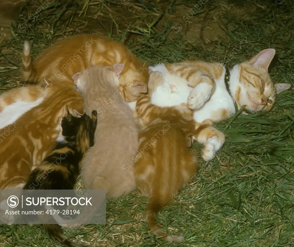 Tabby Red cat with kittens nursing