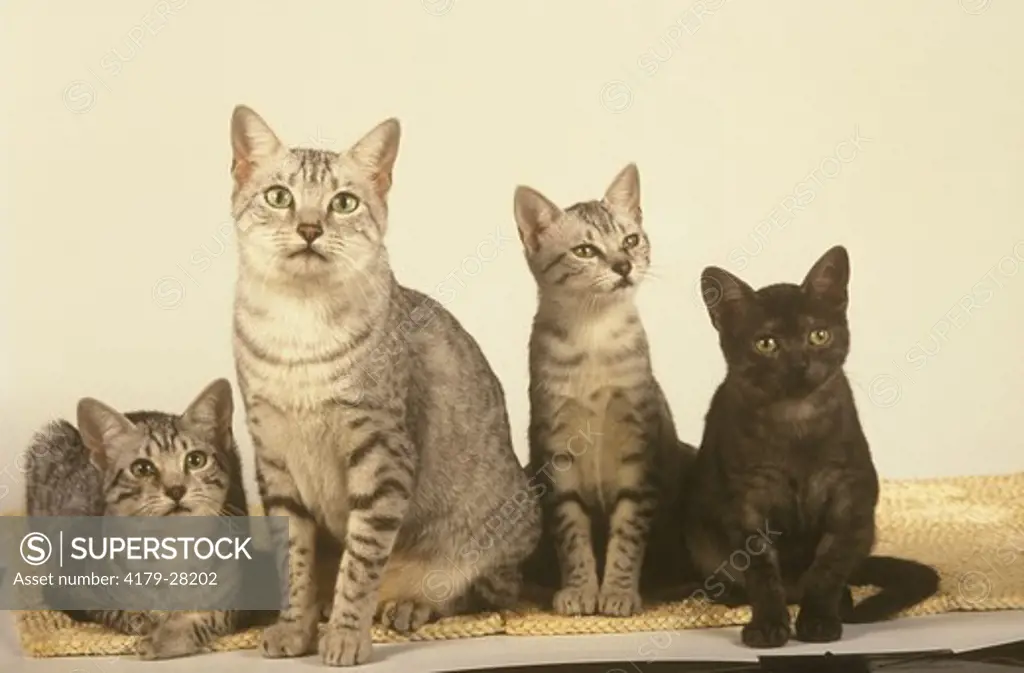 Egyptian Mau Cat with Kittens