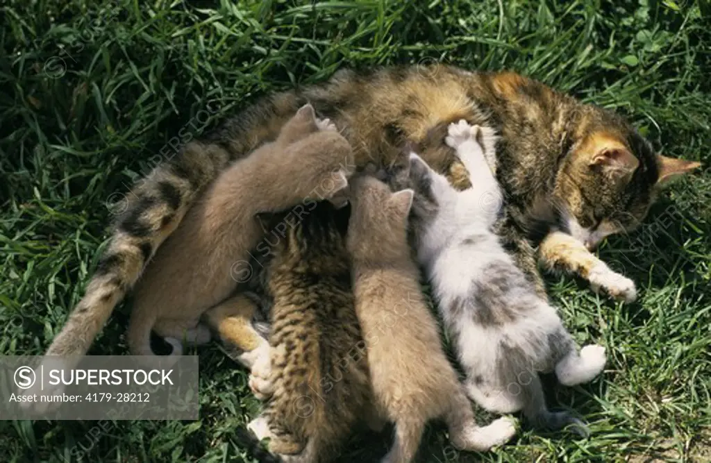 Cat nursing young