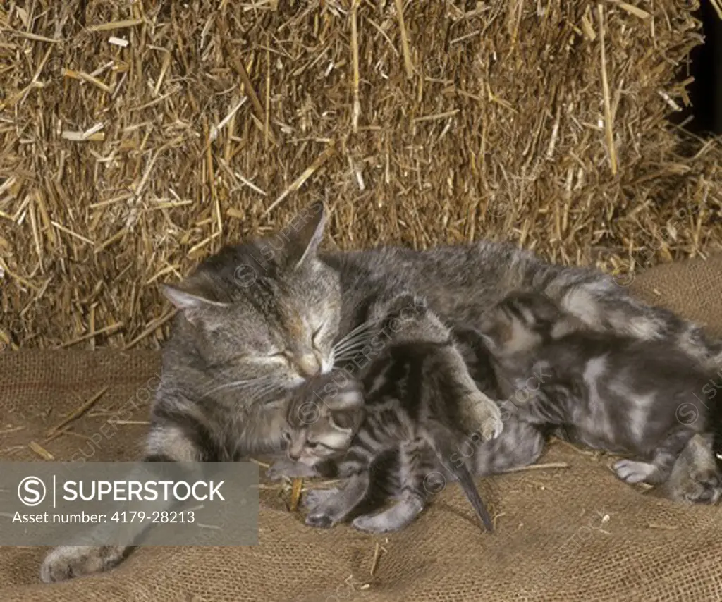 Cat Nursing Kittens