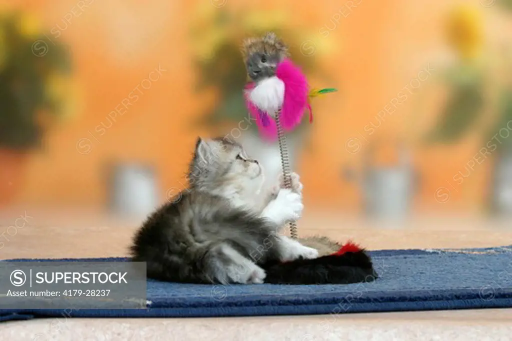 Persian Cat, kitten, 6 weeks, with toy