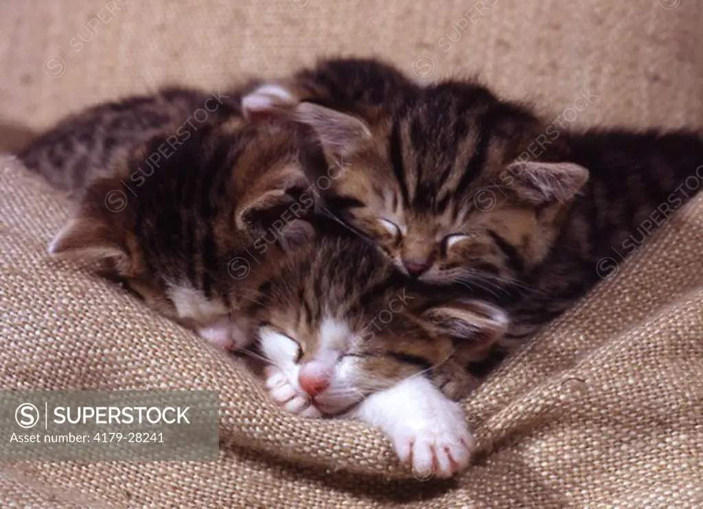 Three Kittens sleeping on Pillow