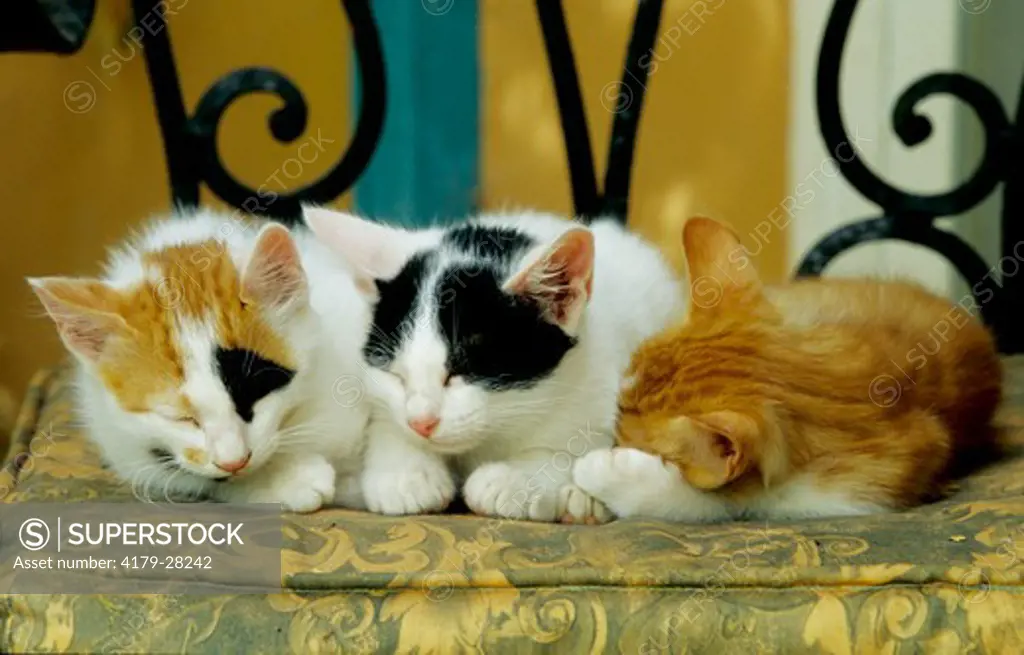Three Kittens sleeping on Chair
