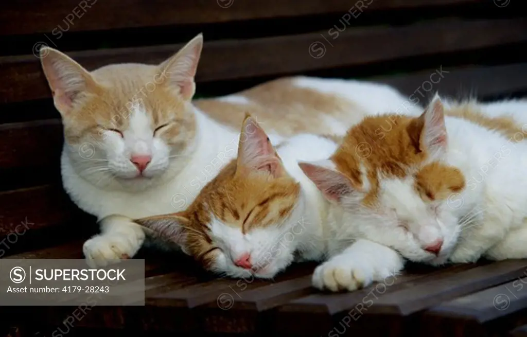 Three Domestic Cats sleeping on Bench