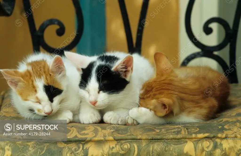 Domestic Kittens sleeping