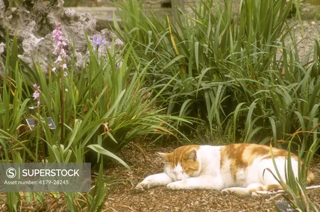 Cat Nap in the Garden, Mendocino Botanical Gardens, CA