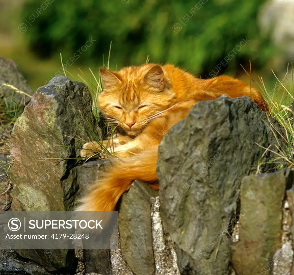 Red cat sleeping on garden wall