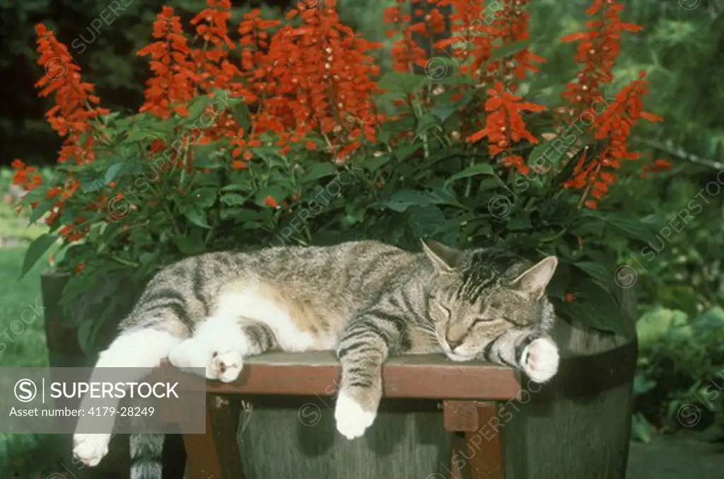 Domestic Cat Sleeping (Felis sylvestris) New Jersey