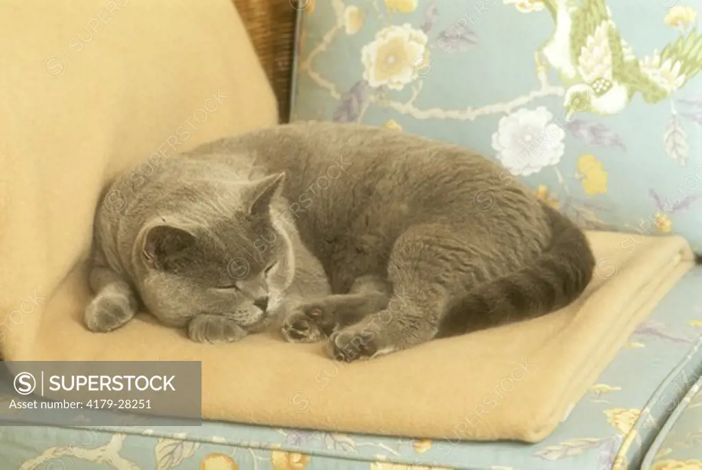 Sleeping British Shorthair Blue Cat