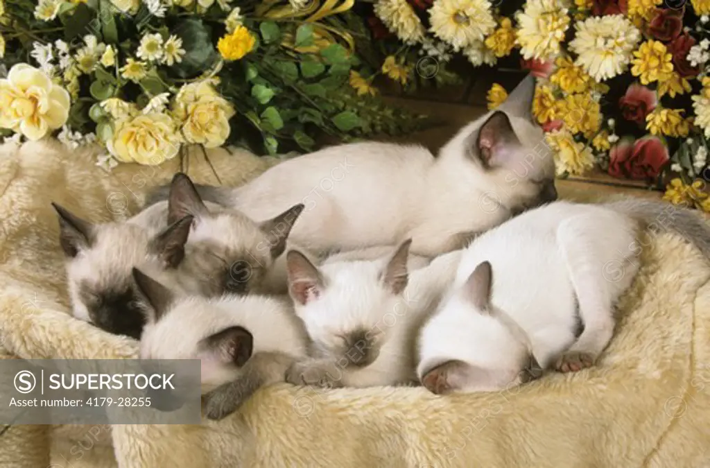 Classic Siamese Kittens sleeping