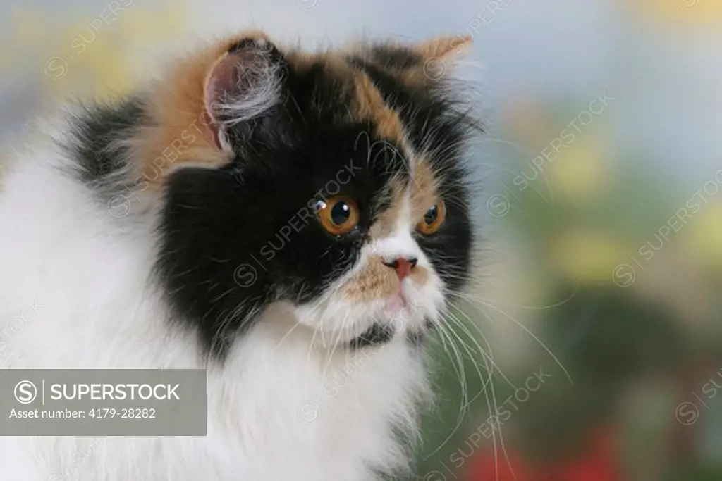 Persian Cat, tortie-white-harlequin