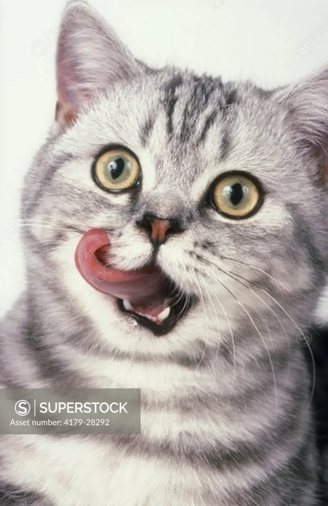 British Shorthair Kitten w/ tongue out