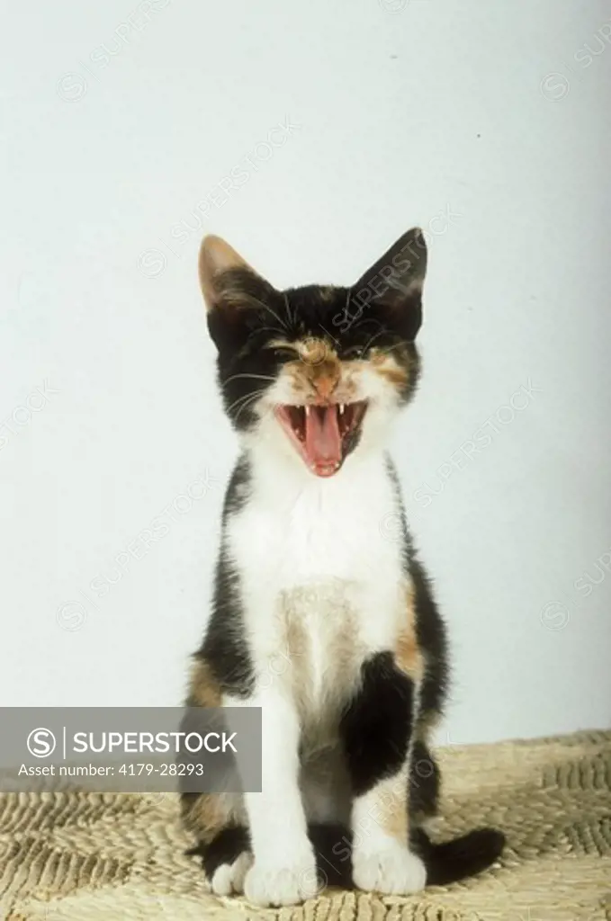 Domestic Cat meowing