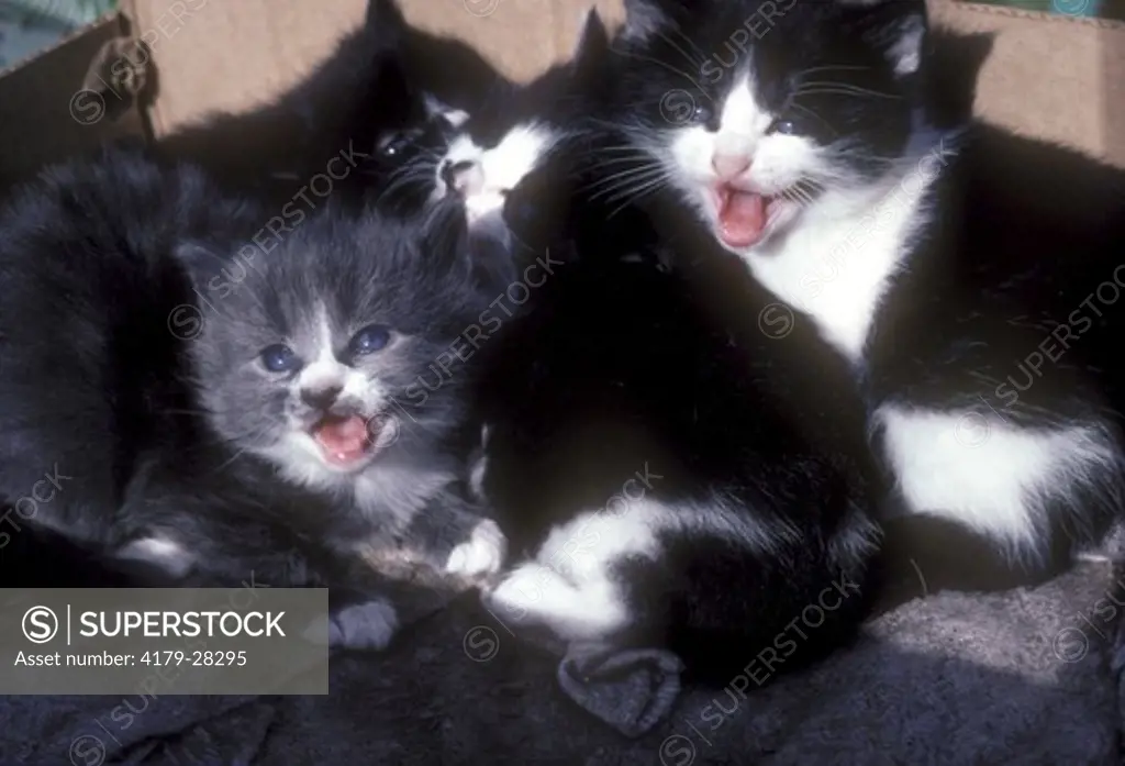 Domestic Kittens Hissing & Spitting (Felis domestica)  5 wks - Santa Barbara, CA