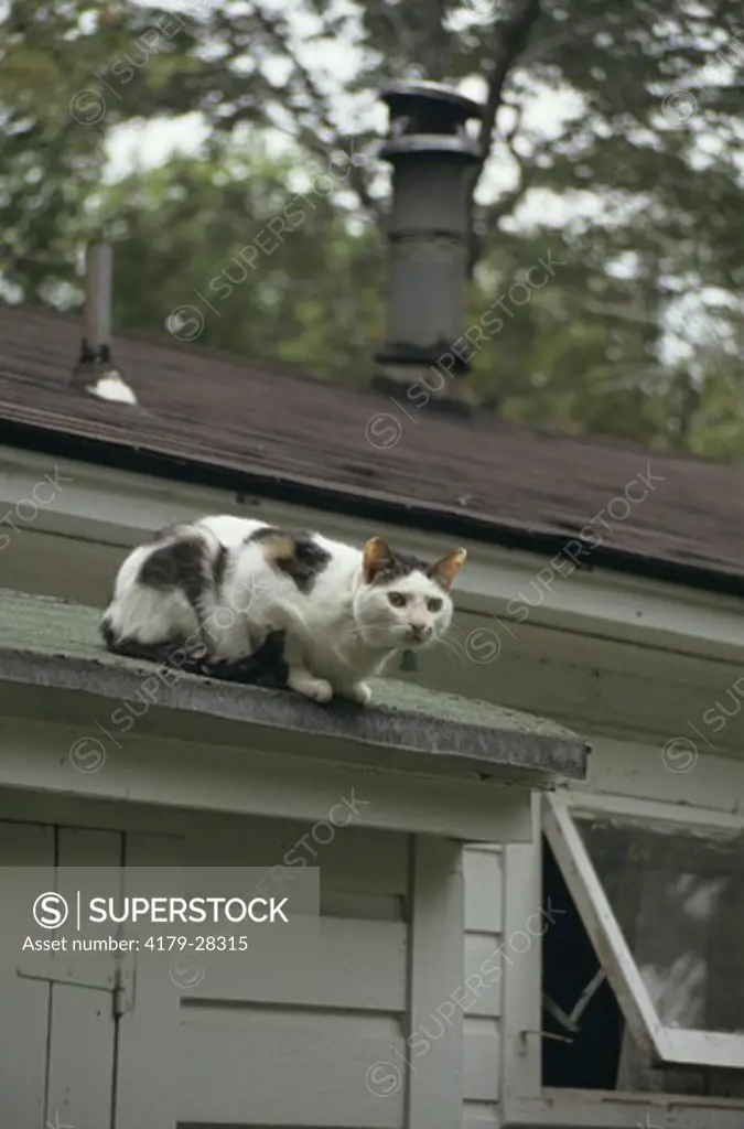 Domestic Cat on Roof (PR) (Felis domesticus)